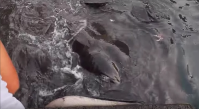 Trong khi bố của George lo lắng, cậu bé lại rất hào hứng và thậm chí thò tay xuống nước để chơi đùa với quái ngư khổng lồ này.