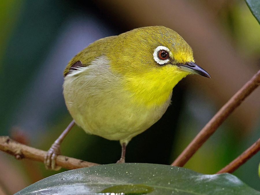 Loài chim này thường di chuyển theo đàn với số lượng lớn và liên tục.