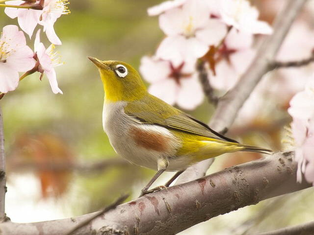 Chim vành khuyên sườn hung sống ở rừng mở, rừng thứ sinh và thường di chuyển theo đàn hỗn hợp với vành khuyên Nhật Bản.