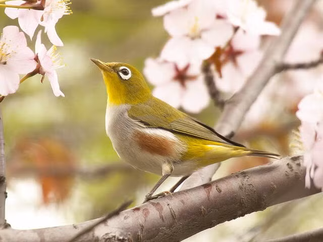 Chim vành khuyên sườn hung sống ở rừng mở, rừng thứ sinh và thường di chuyển theo đàn hỗn hợp với vành khuyên Nhật Bản.