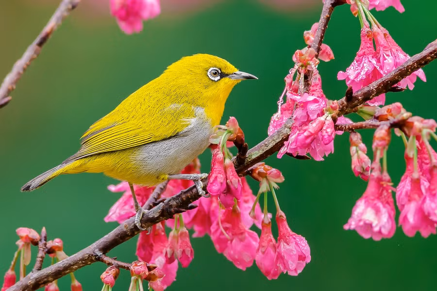 3. Vành khuyên họng vàng (Zosterops palpebrosa): Dài 10-11 cm, loài định cư tương đối phổ biến tại Tây Bắc, Trung, Nam Trung Bộ và Nam Bộ.