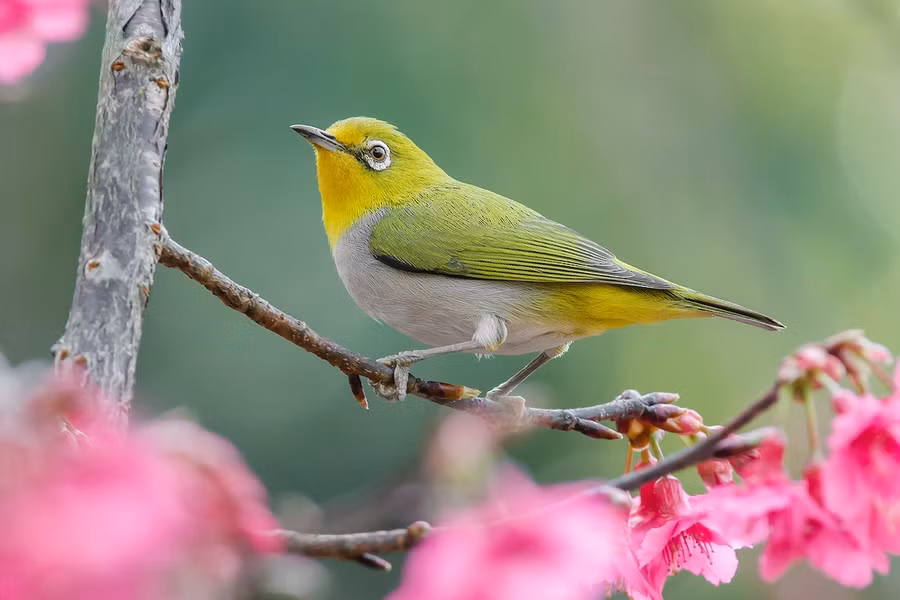 1. Vành khuyên Nhật Bản (Zosterops simplex): Dài 10-11 cm, loài định cư phổ biến ở Đông Bắc và trú đông tại Tây Bắc, Đông Bắc, Bắc và Bắc Trung Bộ.