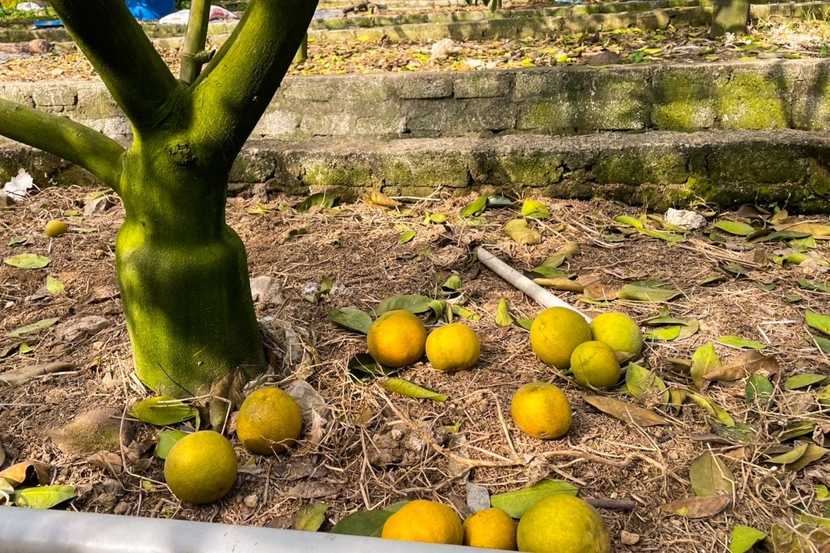 Cam ban 80.000 dong/qua, nguoi trong khong dam “chot don” Tet-Hinh-4