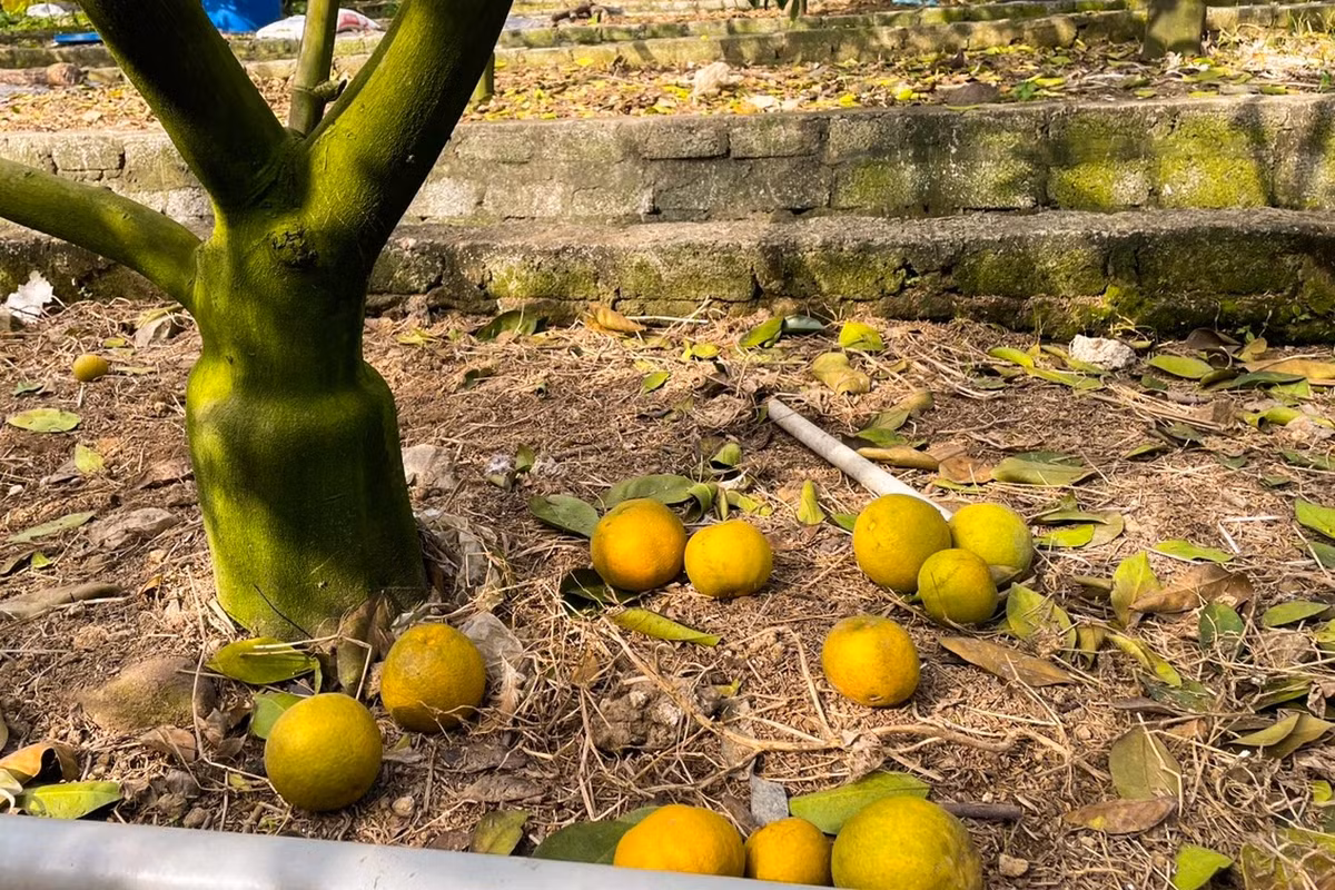 Cam ban 80.000 dong/qua, nguoi trong khong dam “chot don” Tet-Hinh-4