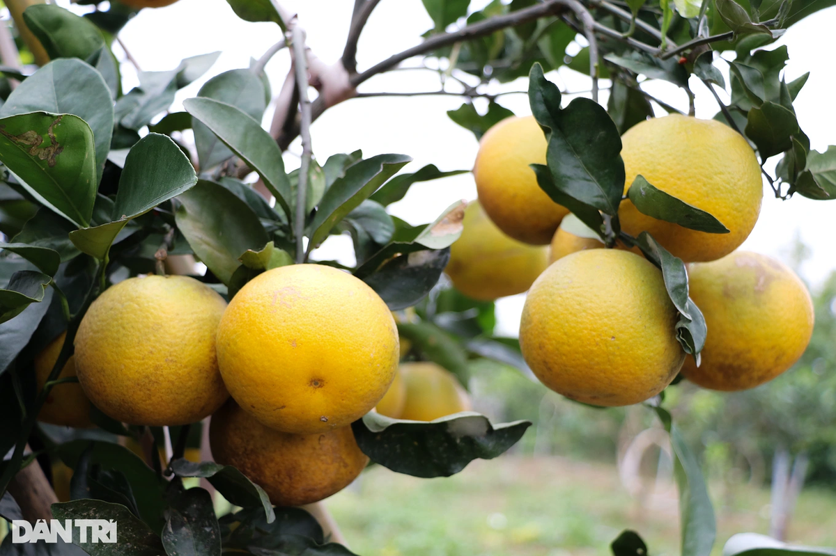 Cam ban 80.000 dong/qua, nguoi trong khong dam “chot don” Tet-Hinh-2