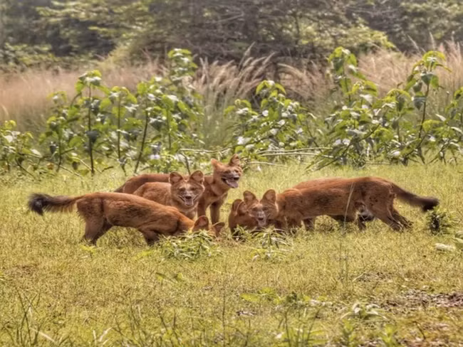 Chúng có lớp lông màu hung pha vàng, phần đuôi tối màu, sống chủ yếu trong môi trường rừng cây lá sớm rụng khô, rừng nhiệt đới, cũng như rừng rậm núi cao.