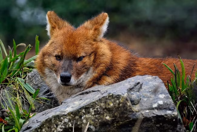  Chó hoang châu Á, còn được biết đến với tên gọi Dhole, là một loài thú ăn thịt có trọng lượng khoảng 20 kg, phân bố rộng từ Ấn Độ đến Trung Quốc, Việt Nam.