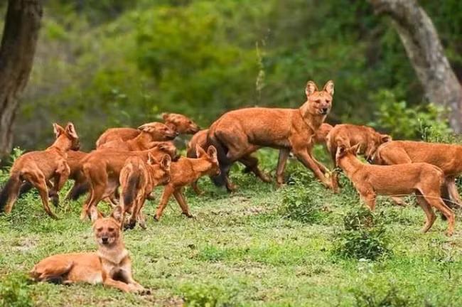 Tại Việt Nam, chó hoang châu Á là loài quý hiếm được liệt kê trong Sách Đỏ và cấm săn bắt. Phân bố của chúng chủ yếu là ở các tỉnh miền núi và rừng rậm.