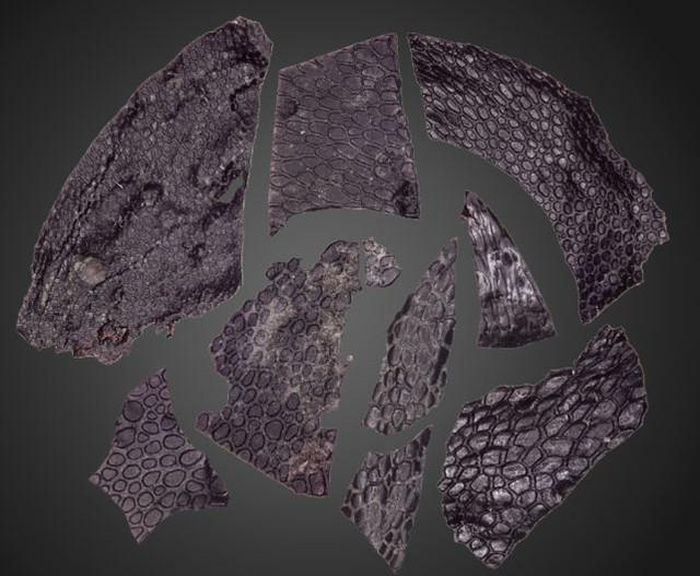 Có niên đại khoảng 289 triệu năm trước, đây là mẫu biểu bì được bảo tồn lâu đời nhất được biết đến.