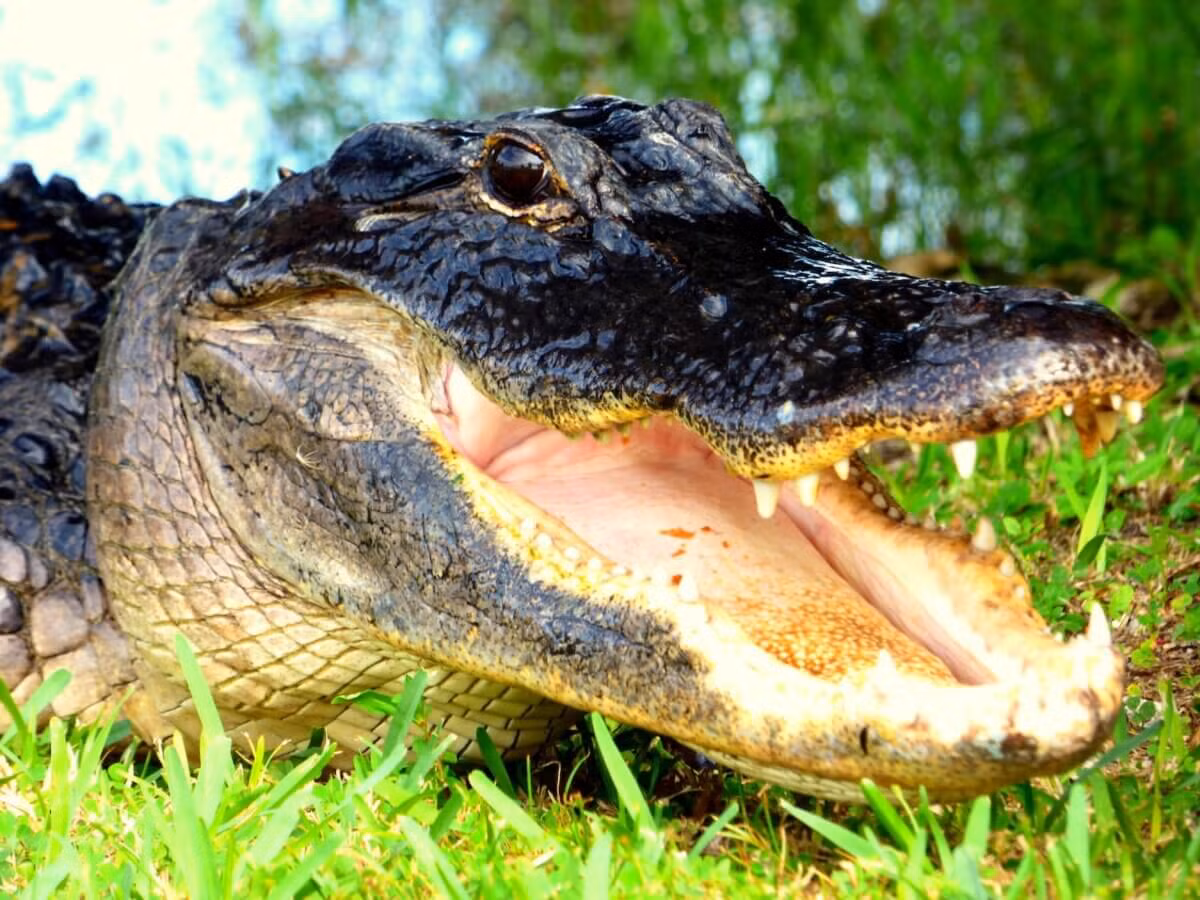 Hóa thạch da quái vật này được carbon hóa ở dạng 3D, mang đến những chi tiết nhỏ gồ ghề của da, hiển thị một kiểu pha trộn giữa "vảy" cứng như da cá sấu và loại da mềm mại giống da rắn.