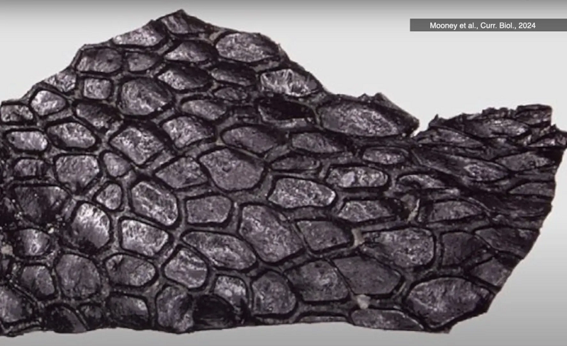 Phát hiện này được coi là vô song đối với ngành cổ sinh vật học, cung cấp cơ hội đặc biệt để tìm hiểu về cấu trúc da của các động vật tiền sử và giải thích sự phát triển của nang lông và lông, bao gồm làn da của động vật có vú, trong đó có con người.