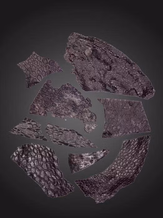 Mảnh da này có thể là manh mối quan trọng về sự phát triển lớp da thịt mềm mại của chúng ta.