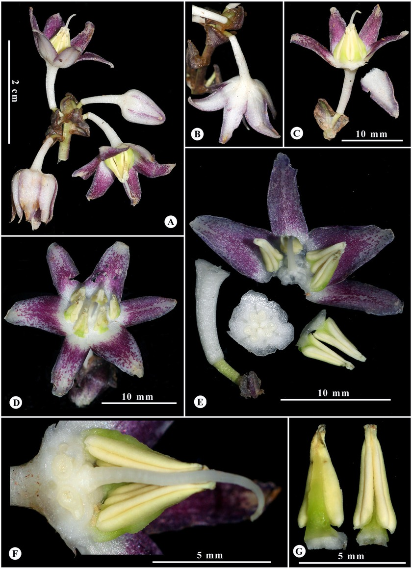 Một số đặc điểm nổi bật của loài này gồm: cây thân rễ có lá dài đến 90 cm, lá hình dải thuôn, mặt dưới lá sáng bạc, cụm hoa cao khoảng 20 cm mang 9-12 chùm hoa, mỗi chùm thường mang 2 hoa. Hoa màu trắng, hơi xanh và có nhiều đốm tím ở mặt trong cánh hoa.
