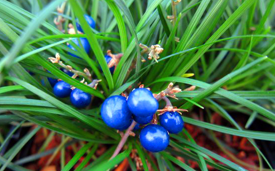 Những phát hiện này đã được công bố thông qua 56 bài báo khoa học trên các tạp chí thế giới, đa dạng về các loại thực vật, chủ yếu là thân thảo, dây leo và cây bụi.