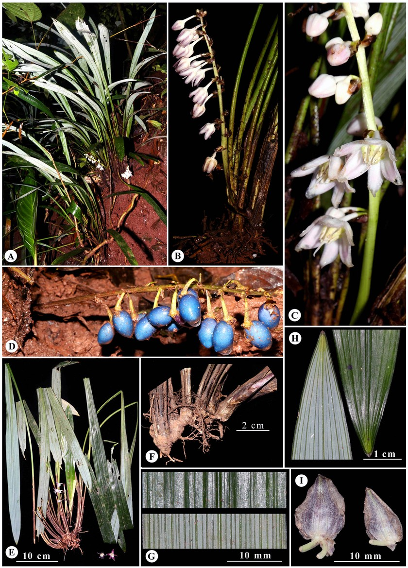 Đây là loài thực vật sống trên cạn, mọc nơi râm mát và ẩm ven suối. Chúng thuộc họ phụ Linh lan (Convallarioideae), và thuộc họ Măng tây (Asparagaceae).