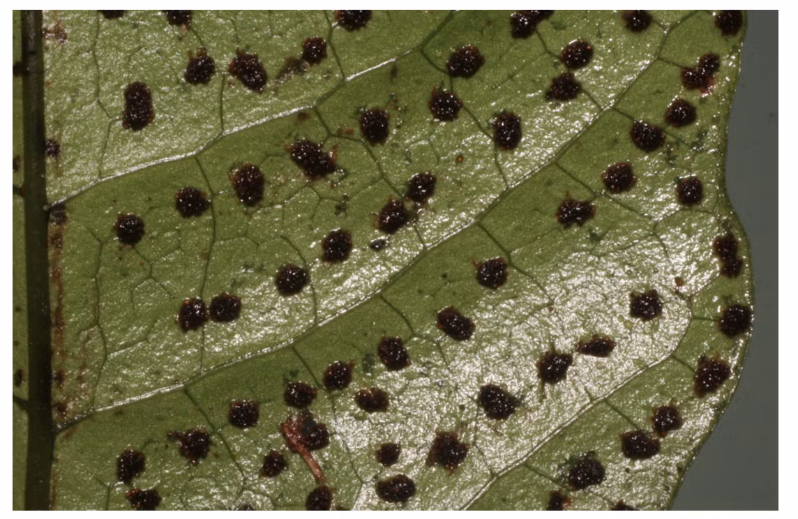 Tuy nhiên, hoa của loài này khá nhỏ, khi mở căng thì đường kính khoảng 2 cm. Chùm quả khi chín có màu xanh tím. Về giá trị tài nguyên, các loài Mạch môn thường có giá trị làm cảnh và làm dược liệu.