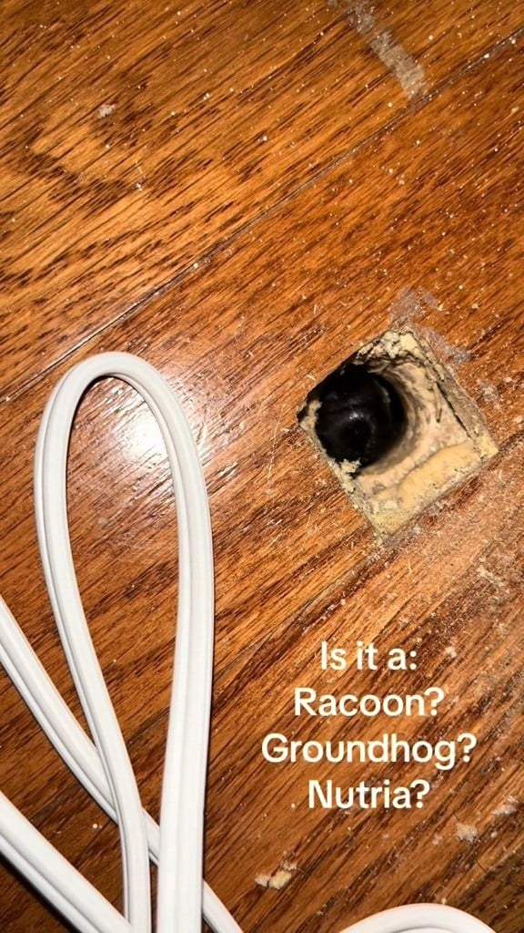 Chủ nhân nhà, Robert Bishop, giám đốc âm nhạc tại KUAF Radio, là người đam mê động vật hoang dã và thường chia sẻ video về các loài động vật ghé thăm ngôi nhà của mình. Lần này, anh không thể xác định được loài sinh vật mới dưới sàn nhà.