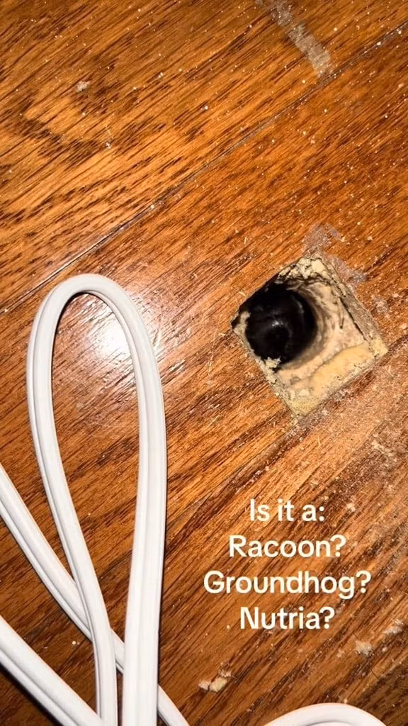 Chủ nhân nhà, Robert Bishop, giám đốc âm nhạc tại KUAF Radio, là người đam mê động vật hoang dã và thường chia sẻ video về các loài động vật ghé thăm ngôi nhà của mình. Lần này, anh không thể xác định được loài sinh vật mới dưới sàn nhà.