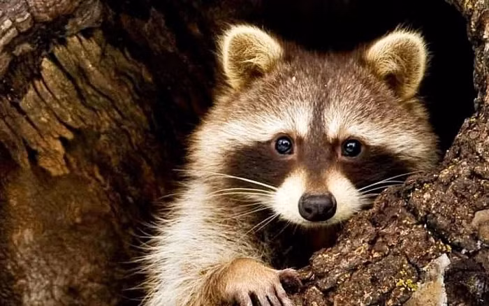 Bộ lông có màu xám, trong đó gần 90% là lông dưới rậm rạp, cách ly chống lại thời tiết lạnh.