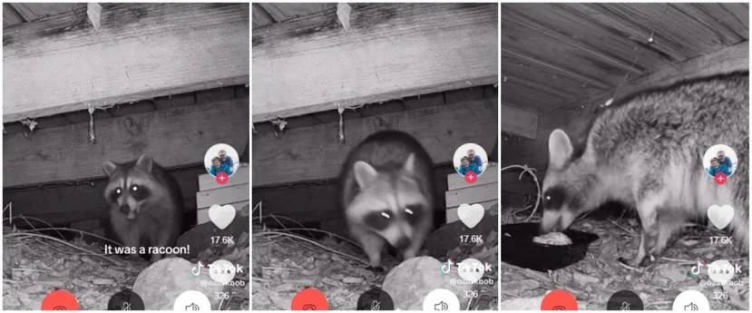Cư dân mạng đồn đoán về danh tính của sinh vật, từ lửng, gấu mèo đến chó. Sau những đồn đoán, chủ nhân clip đã tiến hành một thí nghiệm để xác định danh tính của sinh vật. Đặt một khay thức ăn và sử dụng máy quay, cuối cùng, sinh vật được xác định là một con raccoon (gấu mèo).