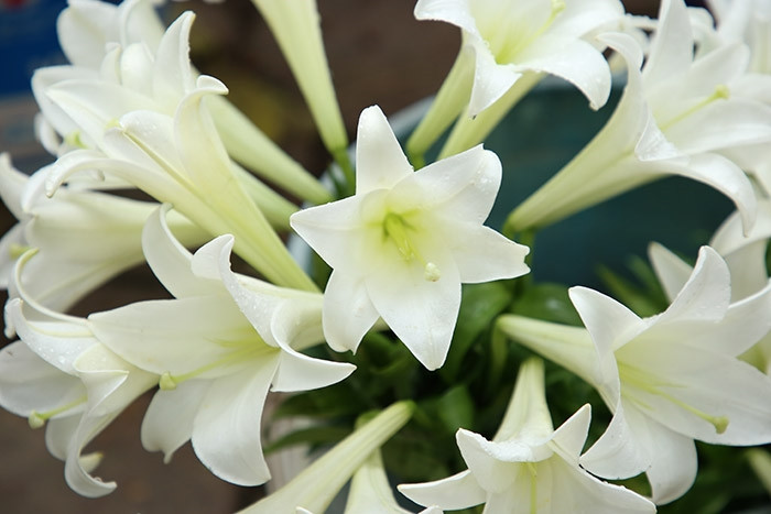 Top loài hoa đẹp nhưng chứa chất độc nguy hiểm, Việt Nam có 1 loài - Hình 3 Top loai hoa dep nhung chua chat doc nguy hiem, Viet Nam co 1 loai-Hinh-3