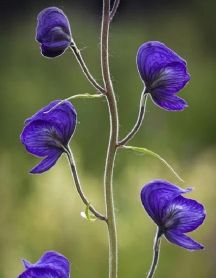 Top loài hoa đẹp nhưng chứa chất độc nguy hiểm, Việt Nam có 1 loài Top loai hoa dep nhung chua chat doc nguy hiem, Viet Nam co 1 loai