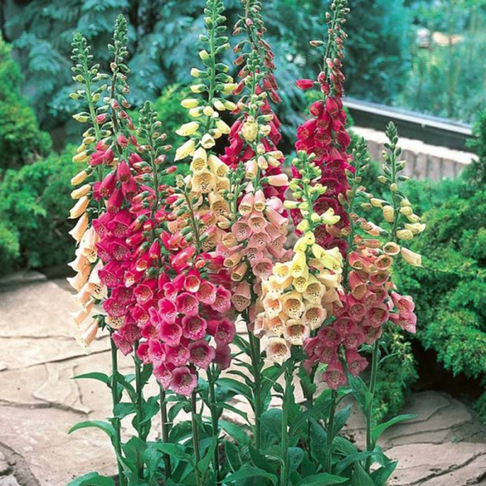 Top loài hoa đẹp nhưng chứa chất độc nguy hiểm, Việt Nam có 1 loài - Hình 2 Top loai hoa dep nhung chua chat doc nguy hiem, Viet Nam co 1 loai-Hinh-2