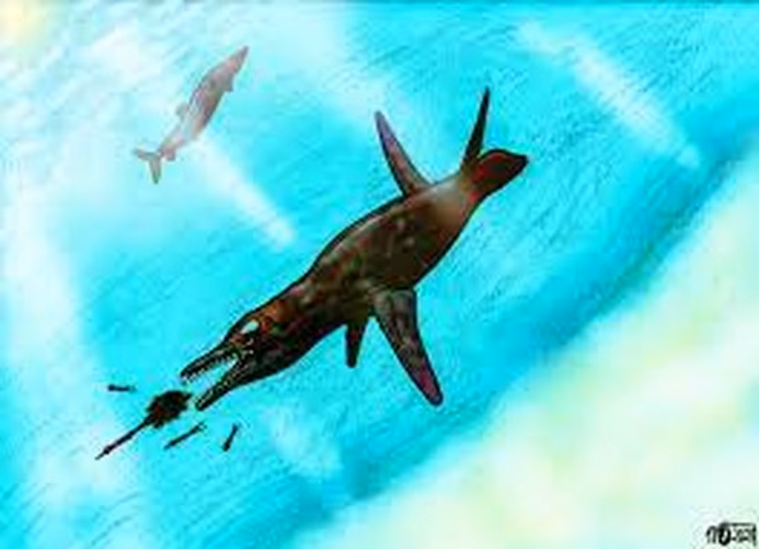 Hai mẫu vật mới được khai quật bao gồm một mẫu với nhiều phần cơ thể, bao gồm hóa thạch hộp sọ, cổ, xương và đuôi gần như hoàn chỉnh, cùng với xương sườn và xương chậu.