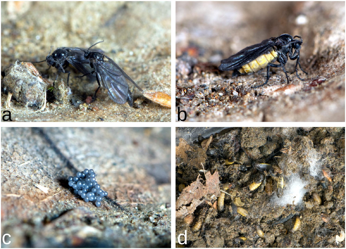Loài mới này thuộc họ ruồi Sciaridae, thường gọi là ruồi nấm. Chúng ăn các chất hữu cơ đang phân hủy.