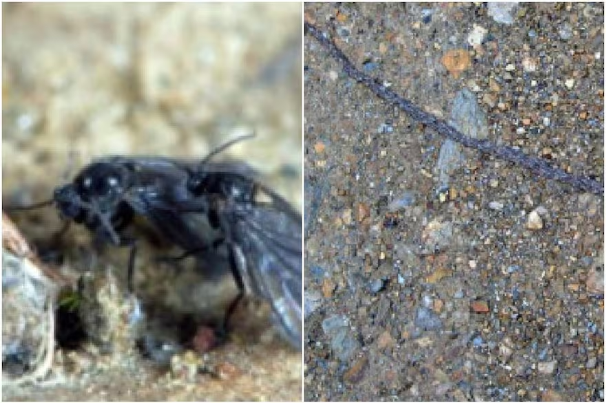 Loài này đã được Derek Sikes nuôi tại Alaska và xác nhận là mới đối với khoa học, cần thêm nghiên cứu để hiểu rõ hơn về nó và về thói quen của ấu trùng.