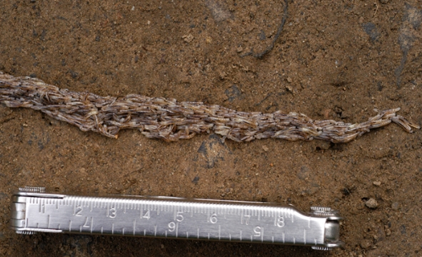 Sciara serpens tương đối giống với loài muỗi châu Âu Sciara mirabilis.