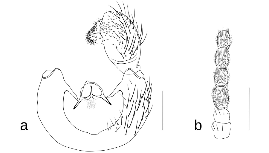 Các nhà khoa học cũng quan sát thấy bọ cánh cứng bỏ qua ấu trùng khi chúng được đặt lại cùng nhau trong phòng thí nghiệm, tạo thêm điều bí ẩn về mối quan hệ giữa loài ruồi và bọ cánh cứng.