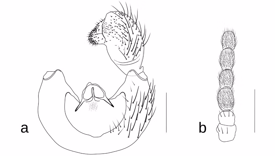 Các nhà khoa học cũng quan sát thấy bọ cánh cứng bỏ qua ấu trùng khi chúng được đặt lại cùng nhau trong phòng thí nghiệm, tạo thêm điều bí ẩn về mối quan hệ giữa loài ruồi và bọ cánh cứng.