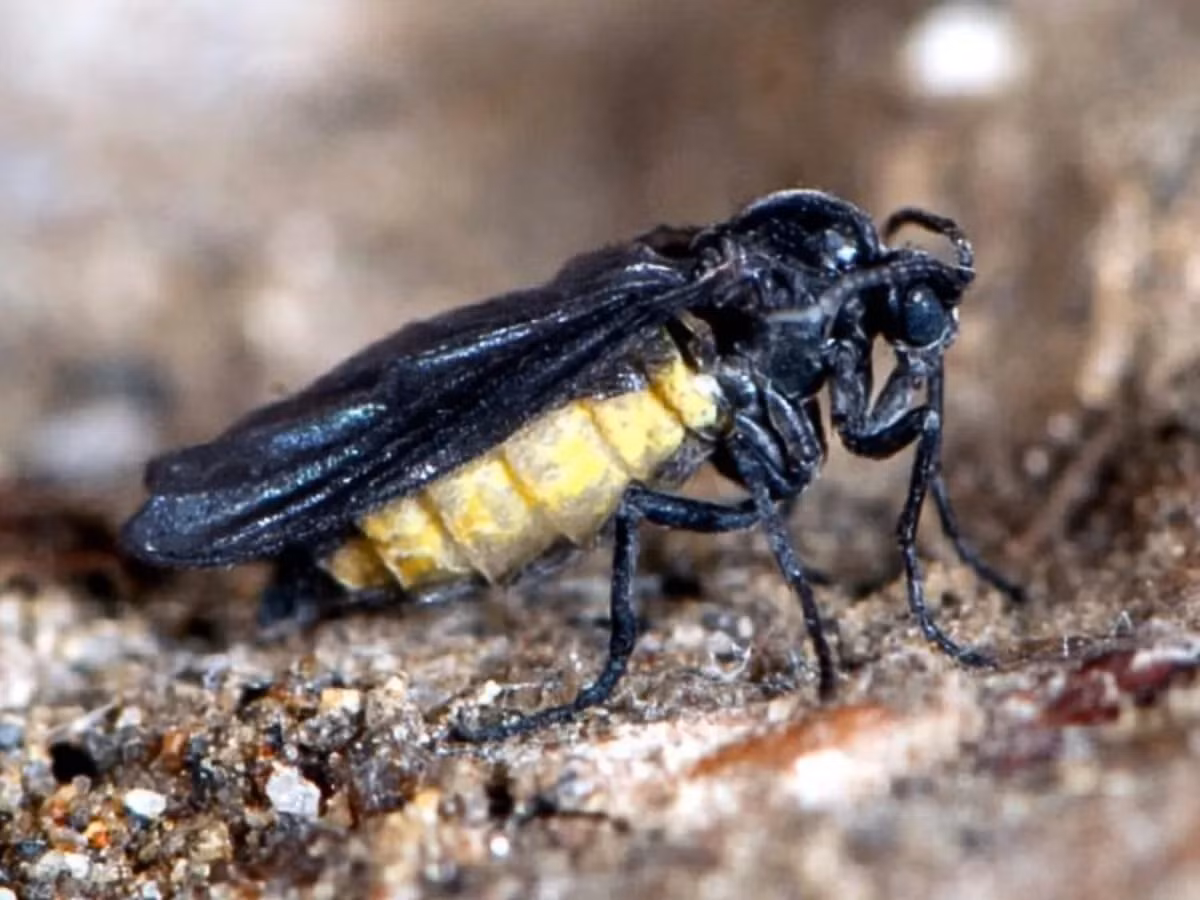 Derek Sikes, người phụ trách côn trùng của Bảo tàng phía Bắc Đại học Alaska và đồng nghiệp, đã xác định loài ruồi này là Sciara serpens, một loài hiếm hoi có ấu trùng mô phỏng hình dạng của rắn.