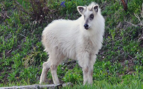 Có nhiều giả thuyết về nguồn gốc của kỳ lân, bao gồm cả việc nhầm lẫn với linh dương trắng.