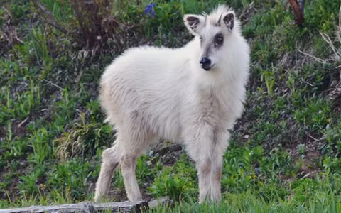 Có nhiều giả thuyết về nguồn gốc của kỳ lân, bao gồm cả việc nhầm lẫn với linh dương trắng.