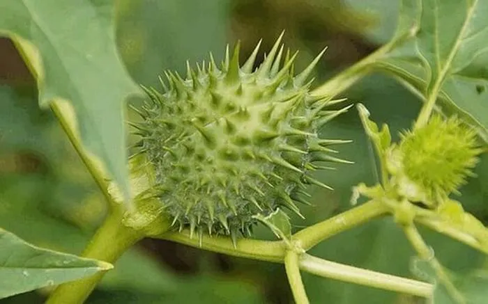 Toàn bộ cây Datura đều có độc tính cao, chủ yếu từ các loại alkaloid như alkaloid Datura và atropine.