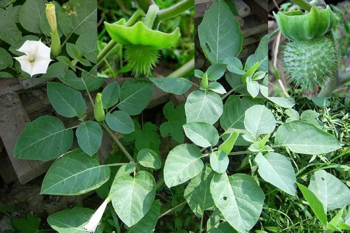 Quả cây Datura có hình cầu, khi chín có màu nâu, nứt ngang và dọc, chứa nhiều hạt nhỏ.