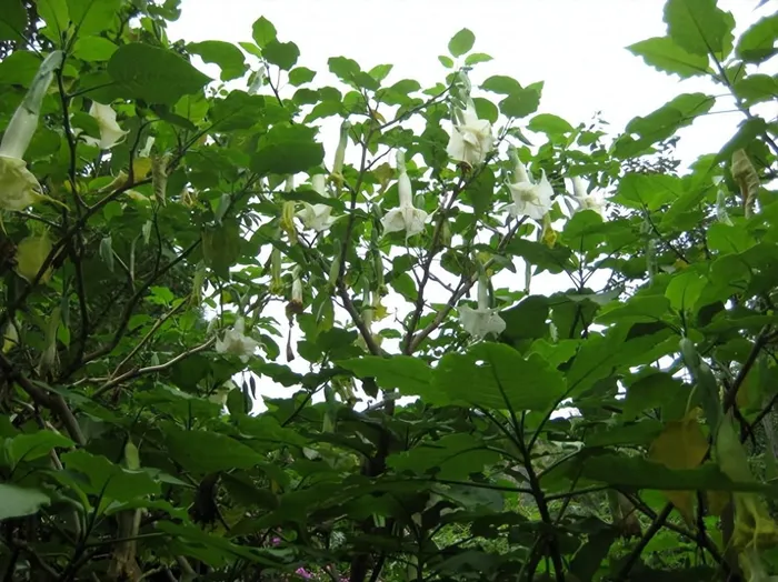 Mặc dù được coi là một loại cây linh thiêng trong một số nền văn hóa, vẻ đẹp của cây Datura có thể làm lơ là tính nguy hiểm của nó. Việc tiếp xúc vô tình với cây này có thể dẫn đến ngộ độc nghiêm trọng hoặc thậm chí tử vong.