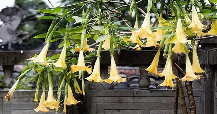 Cây Datura mọc quanh năm với chiều cao từ 1-2m, thân cây nhẵn, có màu xanh hoặc tím. Lá cây hình trứng, đầu nhọn, mặt trên màu xanh xám và mặt dưới màu xanh nhạt, có gân chính và gân phụ màu xanh hoặc tím. Hoa có màu sặc sỡ và thơm ngát, mọc ở kẽ lá, sau khi héo, tạo ra quả giống mâm với nhiều gai nhọn.