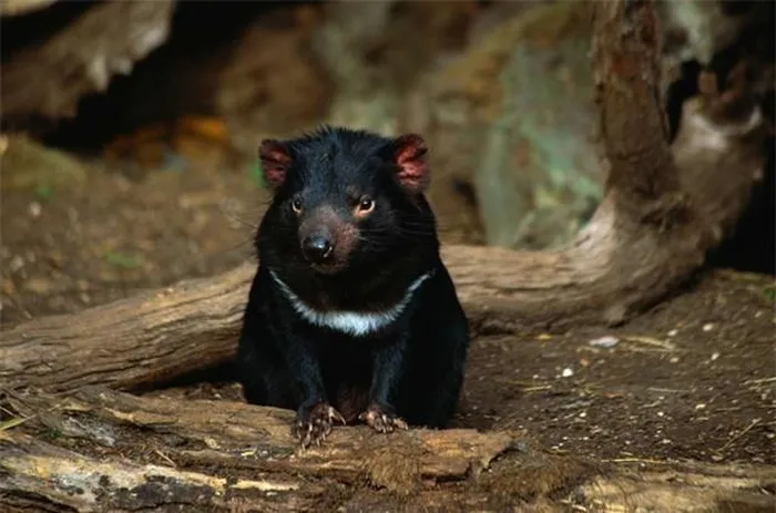 Tuy nhiên, loài này đang đối mặt với nguy cơ tuyệt chủng do săn bắt và căn bệnh ung thư ở thú mặt quỷ.