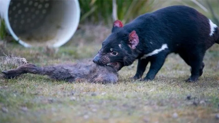 Vào năm 1936, chúng đã trở thành loài thú có túi ăn thịt lớn nhất thế giới sau khi loài chó sói Tasmania bị tuyệt chủng.