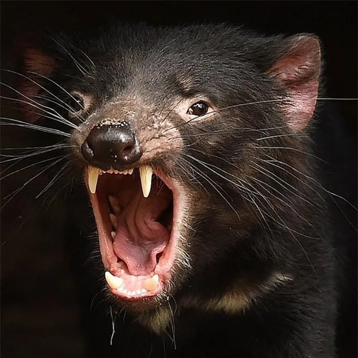 Chúng có hàm cắn mạnh và tiếng kêu ám ảnh, khiến người dân địa phương sợ hãi.