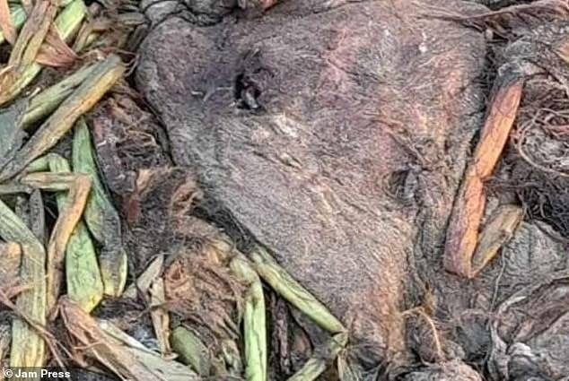 Xác quái vật biển này có thân hình to lớn, đầu nhỏ, miệng có nhiều răng nanh màu trắng, hai tay co quắp trước mặt. Do phân huỷ nặng, việc xác định thân phận của nó trở nên khó khăn.