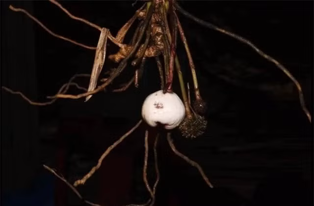 Sau 6 tháng, loài cây này đã được công bố trên tạp chí Phytotaxa và mẫu được lưu trữ tại Bảo tàng Thiên nhiên Việt Nam. Tỏi đá Phong Điền có vẻ ngoài giống với tỏi A.khangii, nhưng phiến lá rộng hơn, phấn vàng và mặt ngoài màu trắng. Đặc biệt, Khu Bảo tồn thiên nhiên Phong Điền là nơi duy nhất mà loài cây được phát hiện, đây cũng là lý do nó được đặt tên theo địa điểm này.