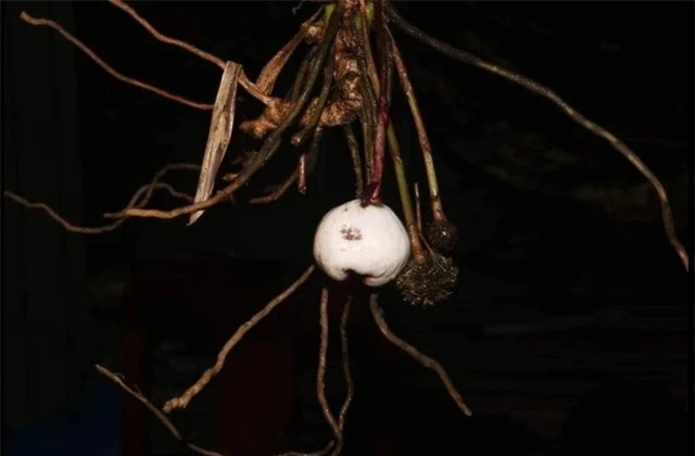 Sau 6 tháng, loài cây này đã được công bố trên tạp chí Phytotaxa và mẫu được lưu trữ tại Bảo tàng Thiên nhiên Việt Nam. Tỏi đá Phong Điền có vẻ ngoài giống với tỏi A.khangii, nhưng phiến lá rộng hơn, phấn vàng và mặt ngoài màu trắng. Đặc biệt, Khu Bảo tồn thiên nhiên Phong Điền là nơi duy nhất mà loài cây được phát hiện, đây cũng là lý do nó được đặt tên theo địa điểm này.