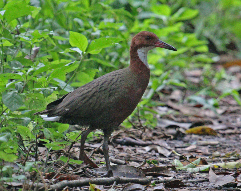 Gà nước cổ trắng Aldabran làm tổ trong một nơi khô ráo trên mặt đất hoặc trên cây bụi thấp, đặt 4-8 quả trứng.