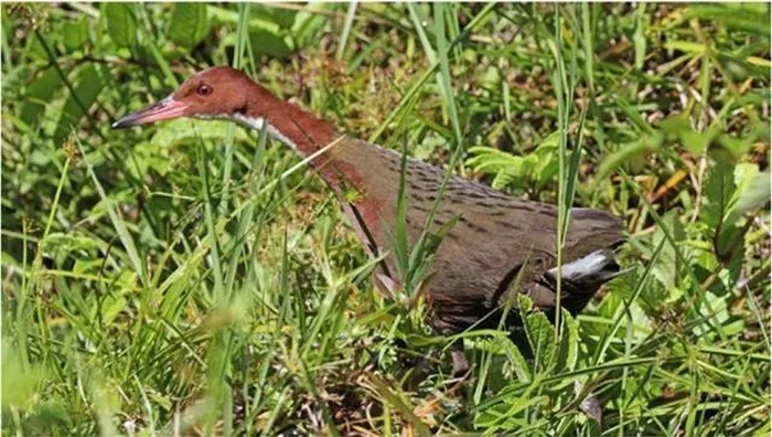 Loài chim này là loài có ý thức lãnh thổ, nhưng khá kín đáo, chúng thường trốn trong bụi rậm khi bị quấy rầy.