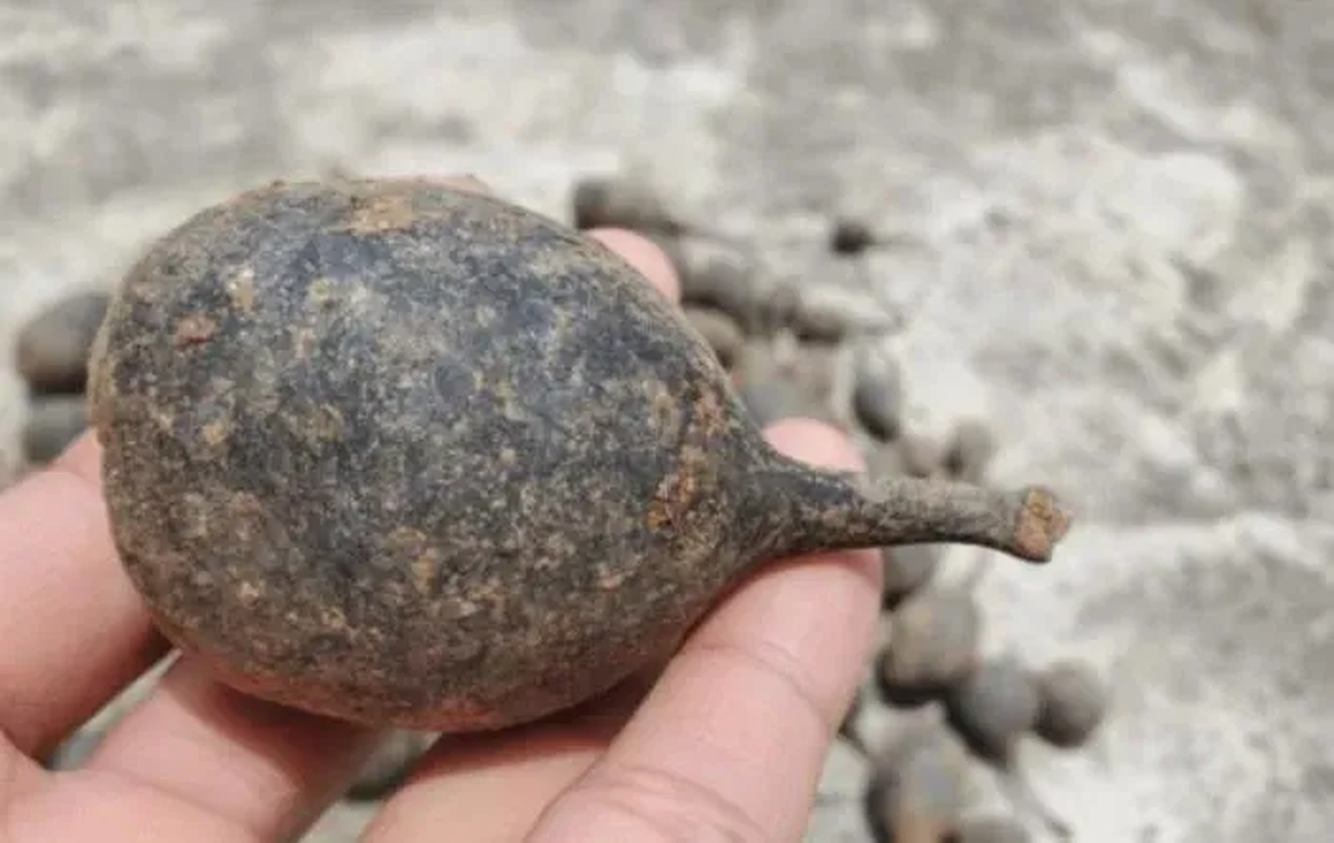 Lý do là vì Wulingshen là loài nấm quý hiếm và khó trồng. Nấm Wulingshen sinh trưởng trong môi trường đặc biệt và chỉ phát triển ở nhiệt độ từ 22 - 28 độ C và độ cao từ 600m - 1.000m so với mực nước biển. Nồng độ carbon dioxide trong môi trường cũng phải cao để nấm có thể nảy mầm. Do những yêu cầu khắt khe nên trồng Wulingshen trở nên rất khó khăn và nấm này trở nên cực kỳ quý hiếm.