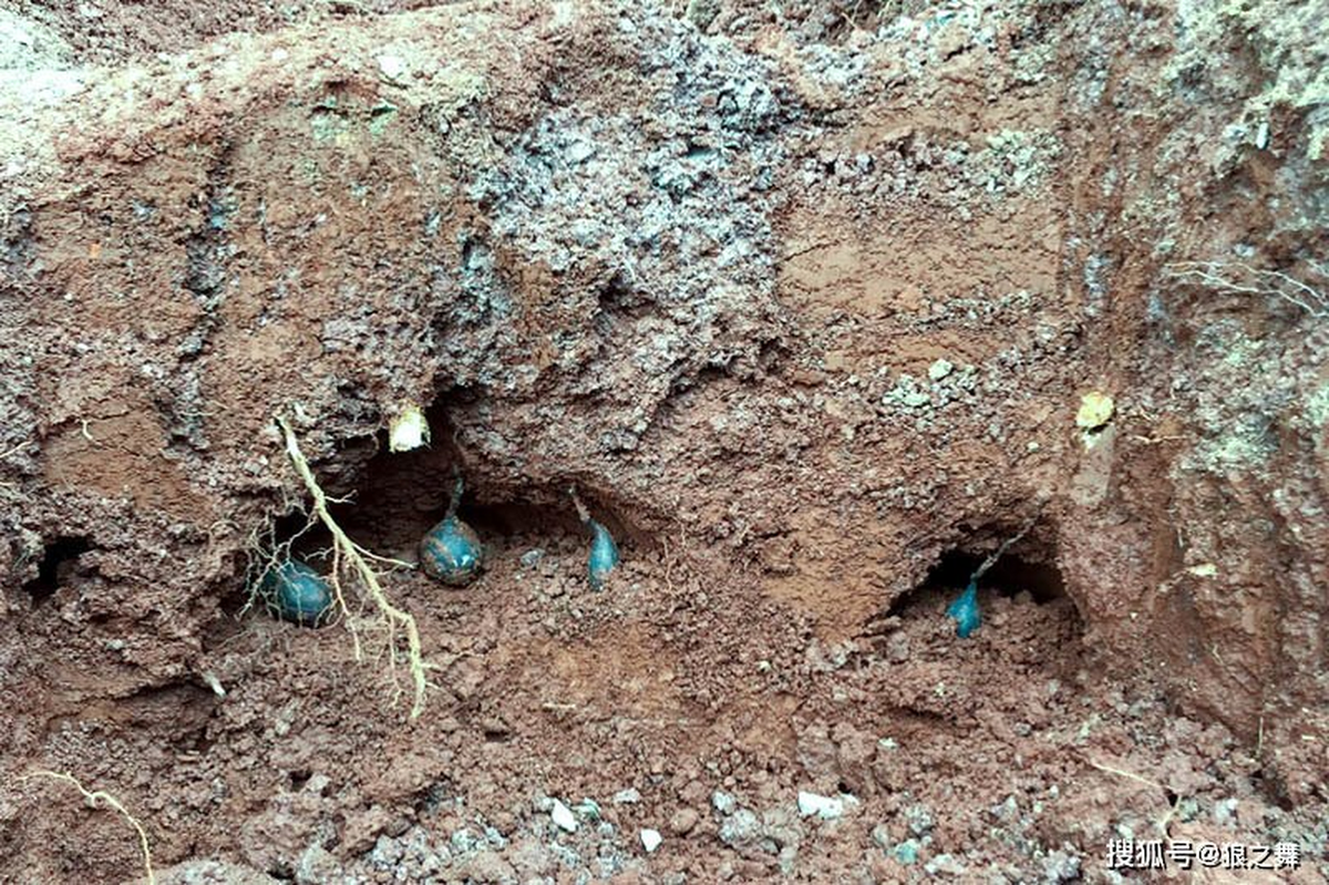 Loại nấm đặc biệt này thường mọc trong các tổ mối bỏ đi và có giá trị dinh dưỡng cũng như kinh tế rất cao. Nấm Wulingshen có hình dạng giống quả trứng và có màu đen nên còn được ví như “hắc nhân sâm Wuling”.